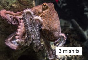 3タコ
