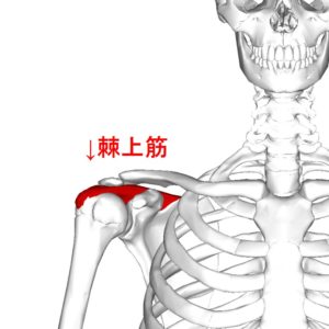 棘上筋